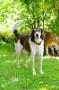 Anglo_Treffen_Bassi_116