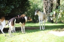 Anglo_Treffen_Bassi_119