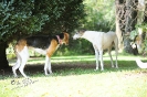 Anglo_Treffen_Bassi_120