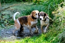 Anglo_Treffen_Bassi_17