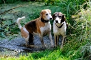 Anglo_Treffen_Bassi_18