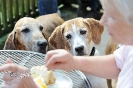 Anglo_Treffen_Bassi_196