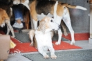 Anglo_Treffen_Bassi_210