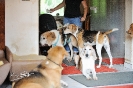 Anglo_Treffen_Bassi_211