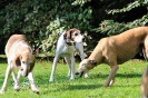 Anglo_Treffen_Bassi_226