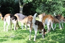 Anglo_Treffen_Bassi_230