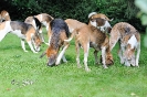 Anglo_Treffen_Bassi_235