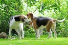 Anglo_Treffen_Bassi_253