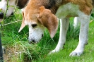 Anglo_Treffen_Bassi_274