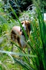 Anglo_Treffen_Bassi_27