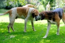 Anglo_Treffen_Bassi_35