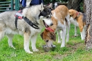 Anglo Treffen in Viersen_11