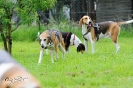 Anglo Treffen in Viersen_17