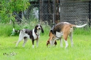 Anglo Treffen in Viersen_20