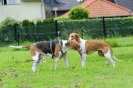 Anglo Treffen in Viersen_366