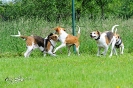 Anglo Treffen in Viersen_388