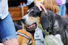 Anglo Treffen in Viersen_66