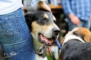 Anglo Treffen in Viersen_81